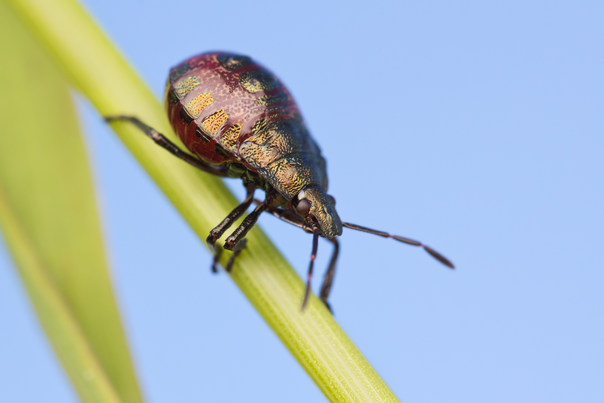 Shieldbug (juvenile) - Picromerus bidens 2